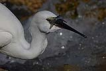 Kk ak balkl / Egretta garzetta / Little egret